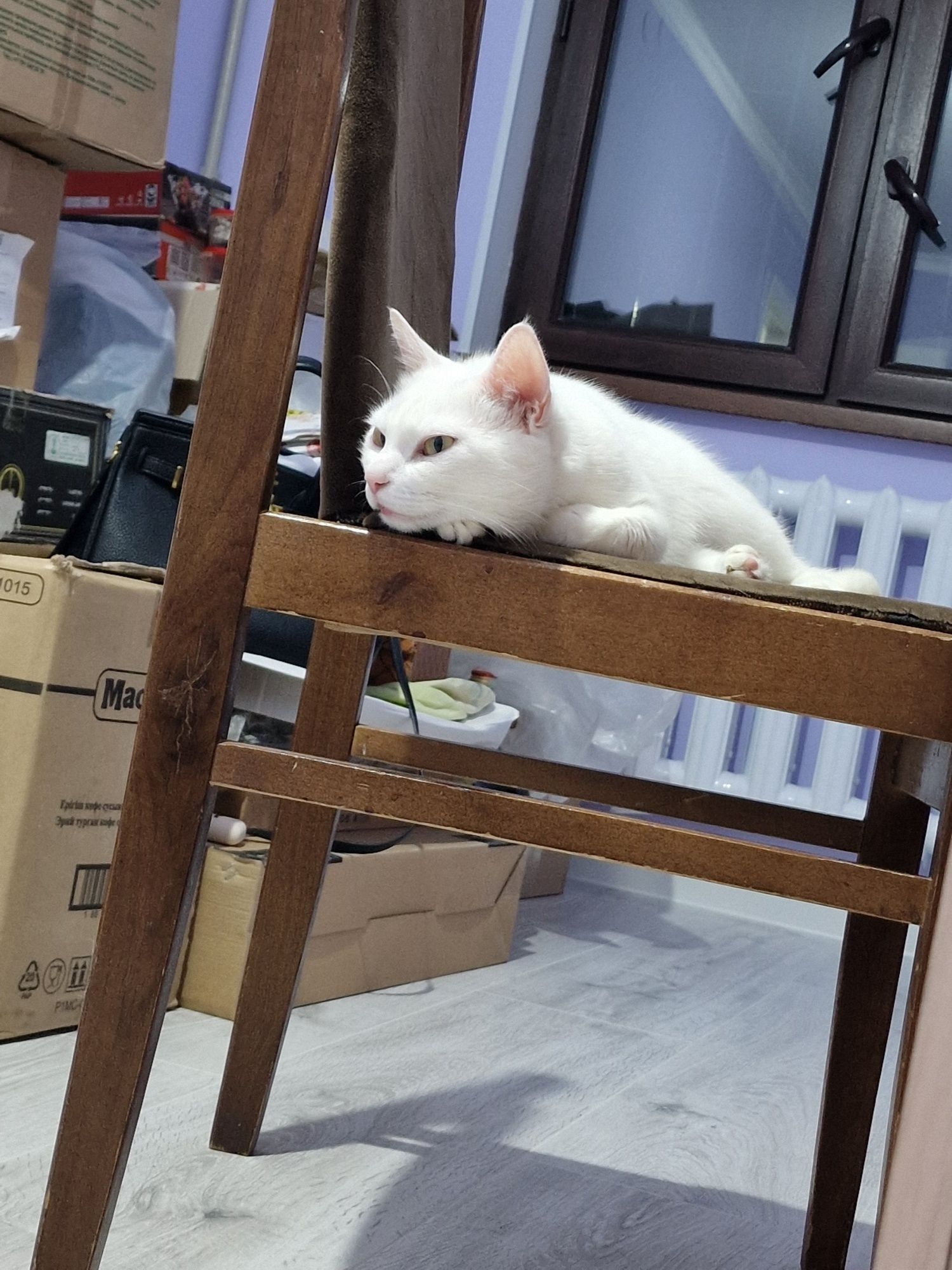 Только в  частный дом! Отдаётся кошка, 9 лет