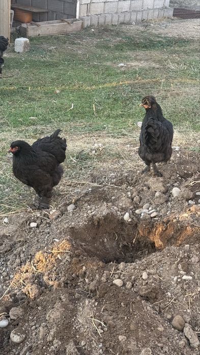 Брама сатылады 6айлық срочно обмен бар итке