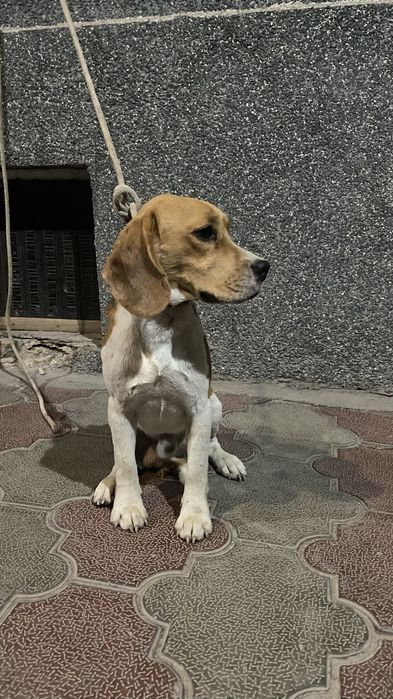 К продаже высокапородный бигль