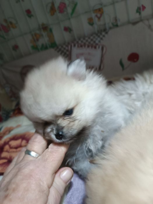 Померанский шпицы с документами, клеймо, отец чемпион Казахстанаа