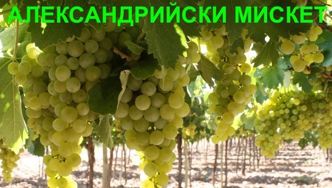 Продавам вкоренени лози- нови сортове( посадъчен материал )