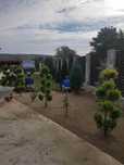 Plante Ornamentale Decorative
