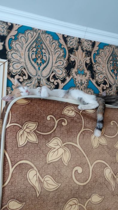 СРОЧНО! отдам кошку!