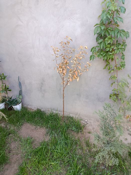 Уборка територи сад