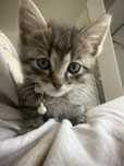 American shorthair