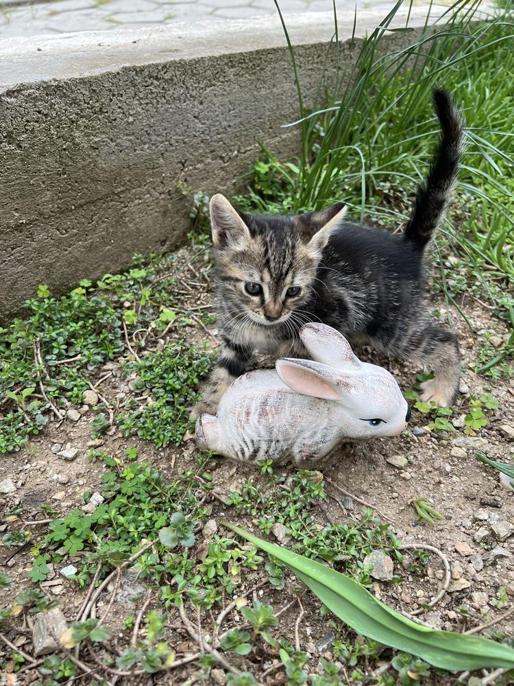Подарявам женско котенце