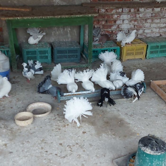 Продавам гълъби финерлии