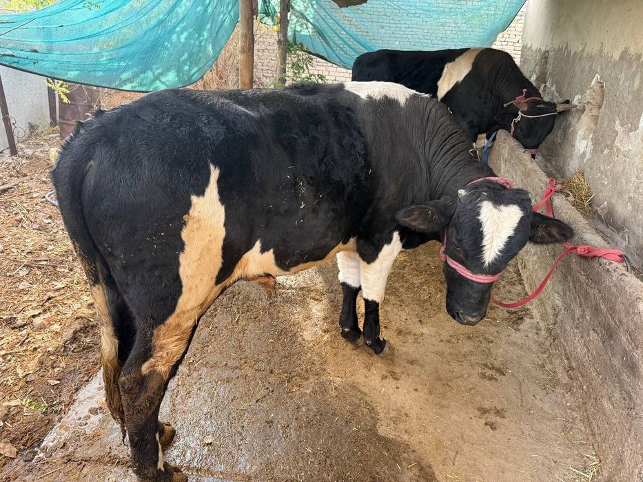 Buqalar sotiladi 2ta ikkalasi 63million yaxshi boqilgan òzimizniki