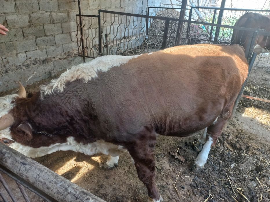 Gremford Buqa sotiladi