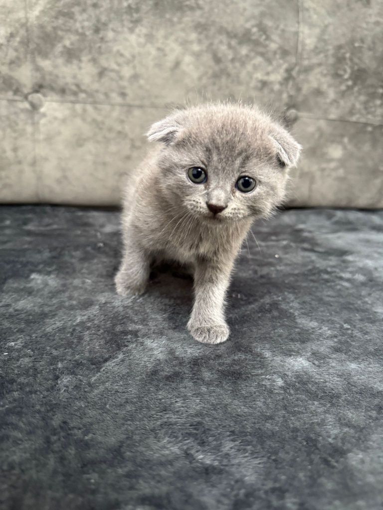 Pui de pisică scottish straight / scottish fold