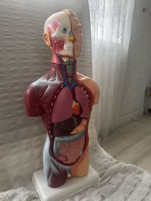 Медицинский маникен