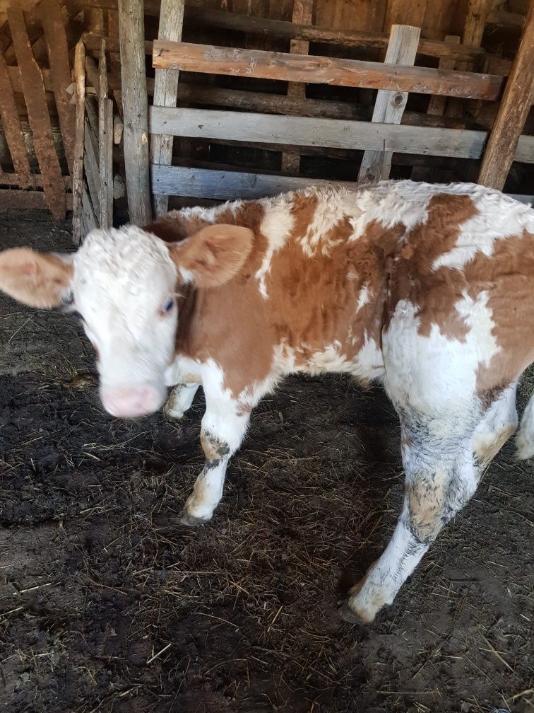 Vând vaca cu vițel de 2 săptămâni