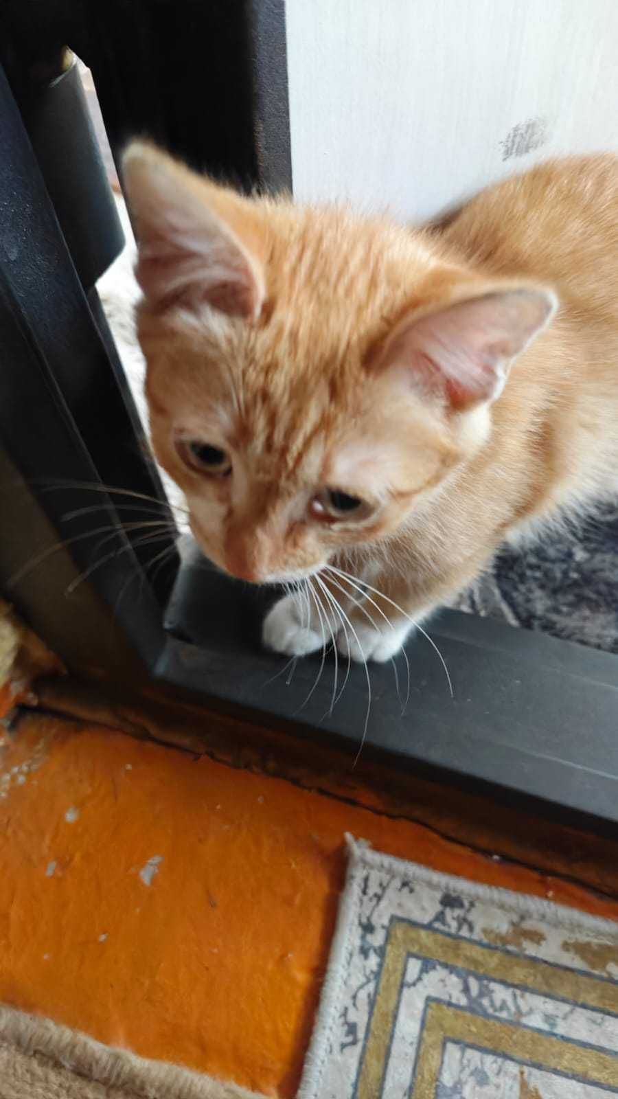 Котята в хорошие руки