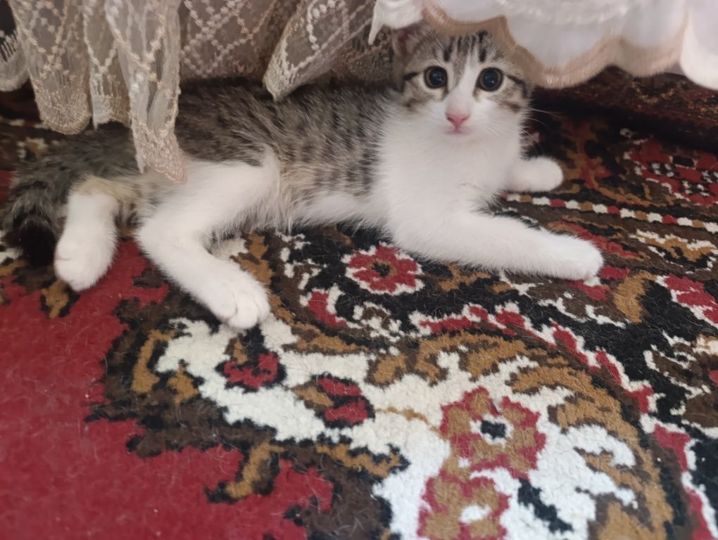 Отдадим котенков