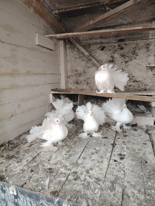 Porumbei voltati indieni