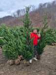 Vand tuia smarald leylandii si altele
