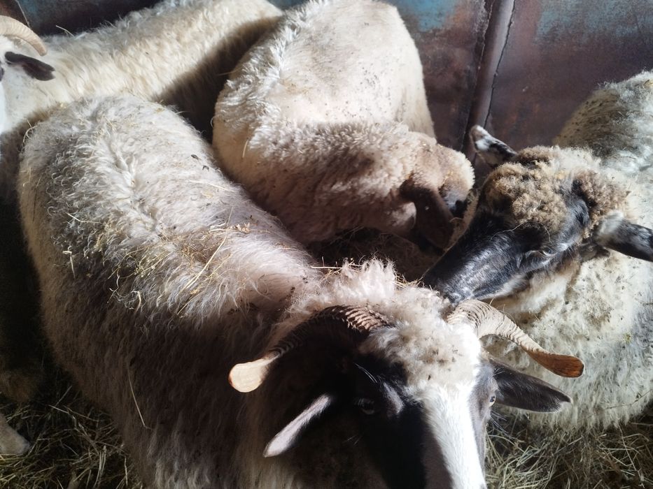 Vind oi tratate rasa Bîrca și turcana