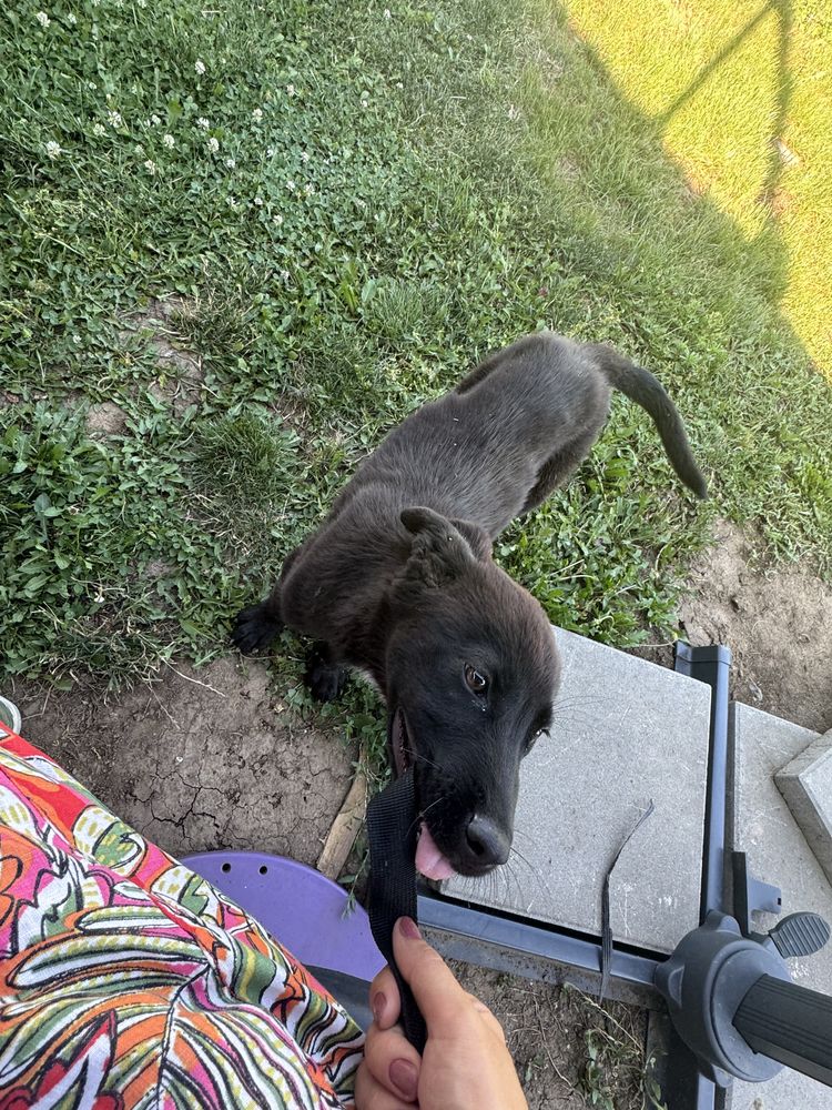 Pui de caine pentru adoptie