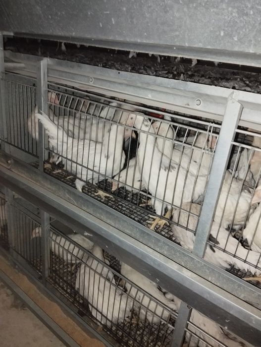 Vaksinalar boʻlgan sogʻlom