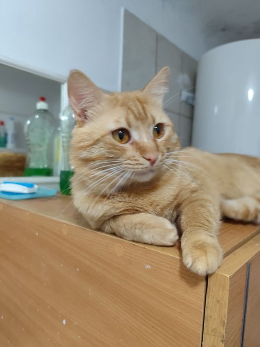 GRATIS căței talie mică și pisici