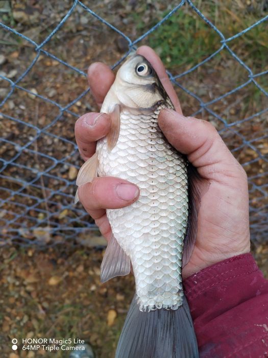 Crap puiet peste crap