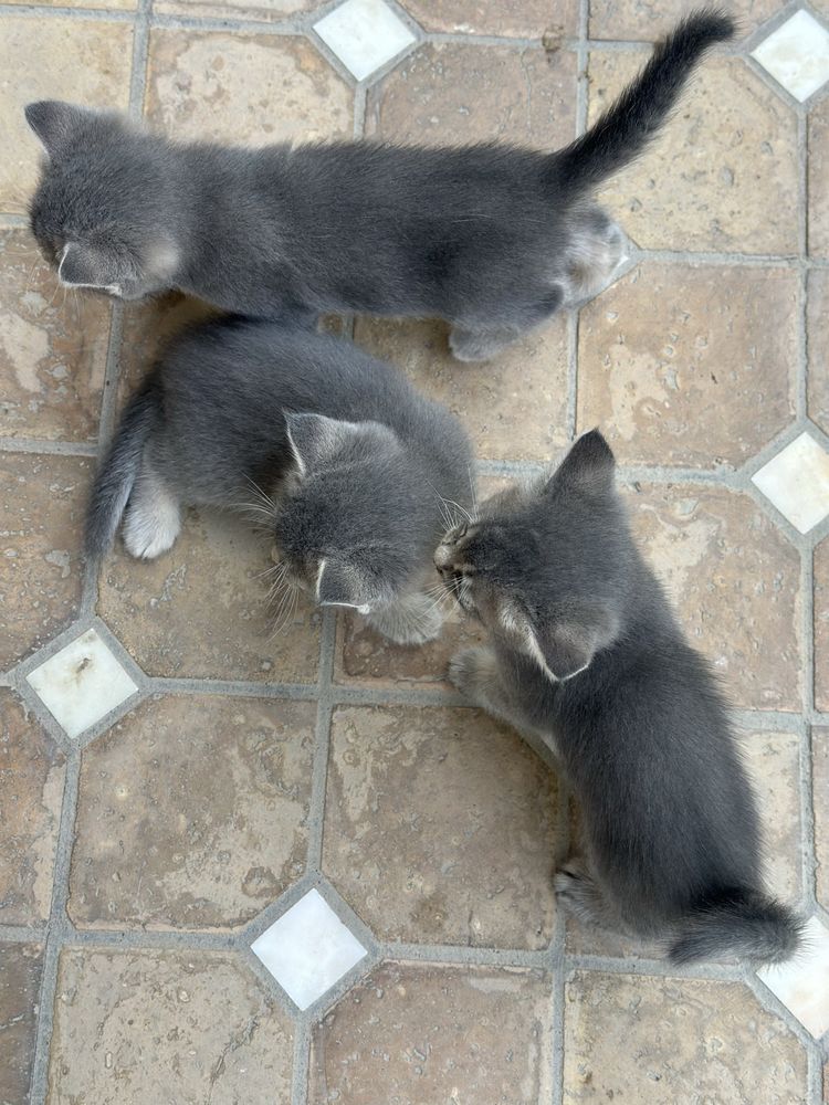 Котята скоттиш страйт