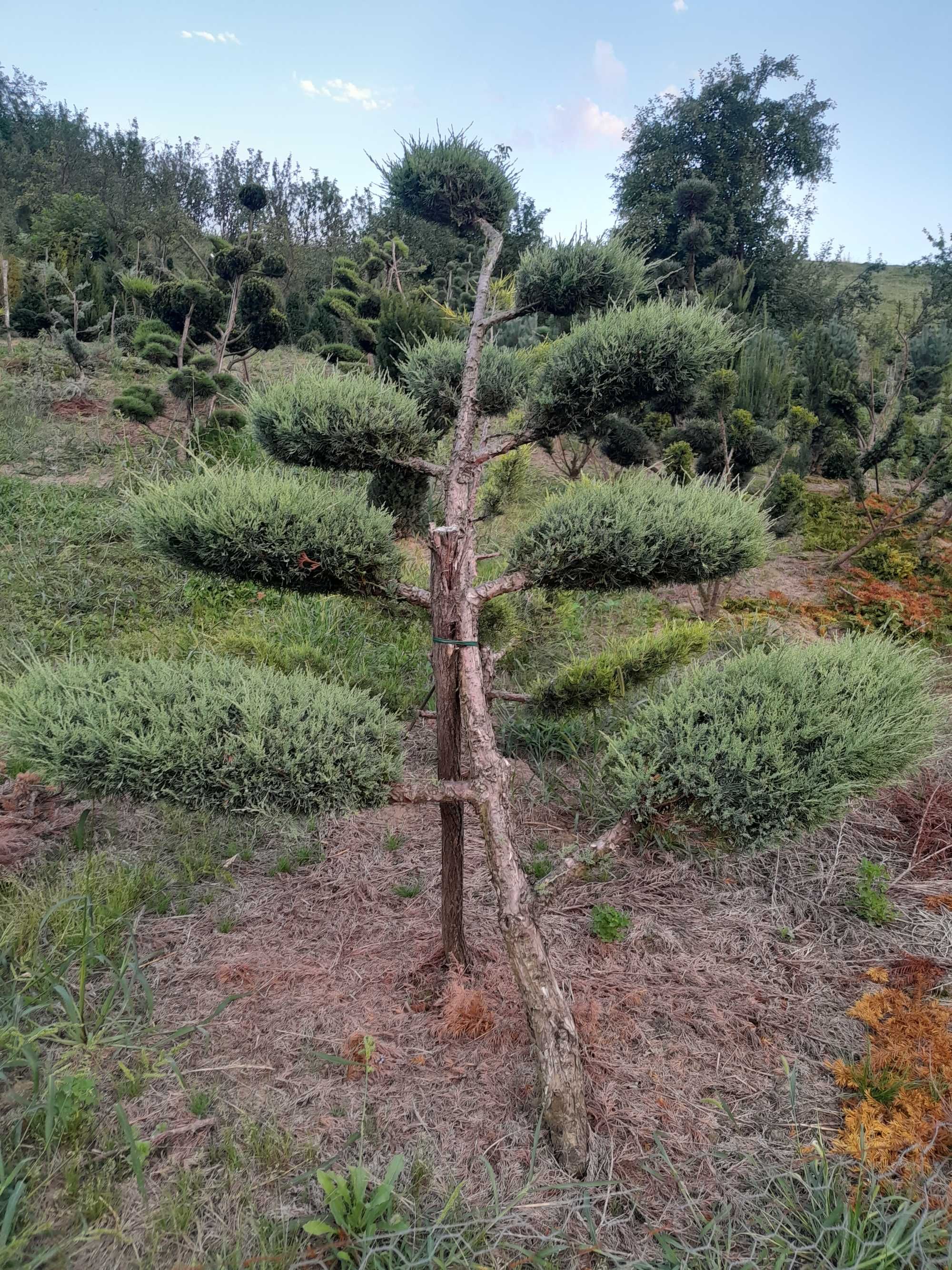 Juniperus,ienupăr  Bonsai.