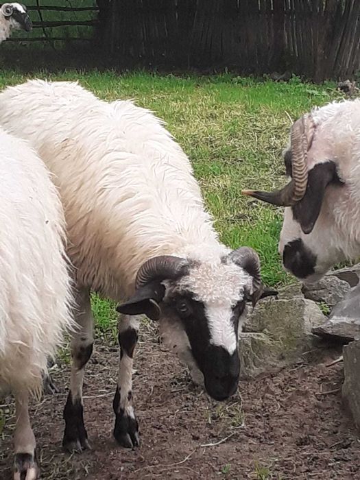 Oi de vânzare  cu   miei