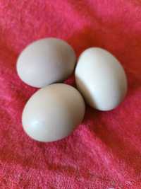 Инкубационое яйцо сельскохозяйственной птицы