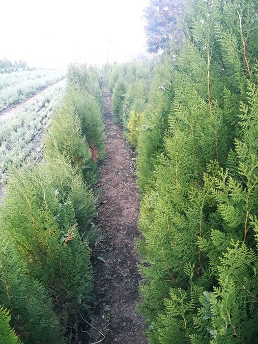 Tuia orientalis biota