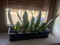 Sanseveria limba soacrei