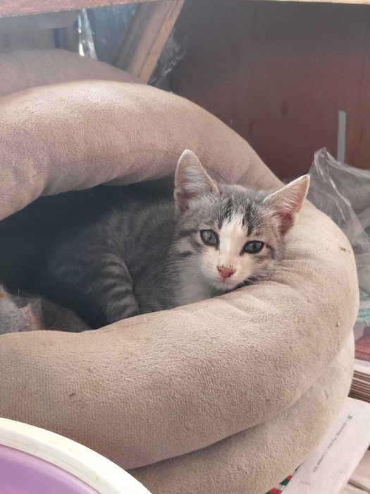 отдам в добрые руки котенка, мальчик
