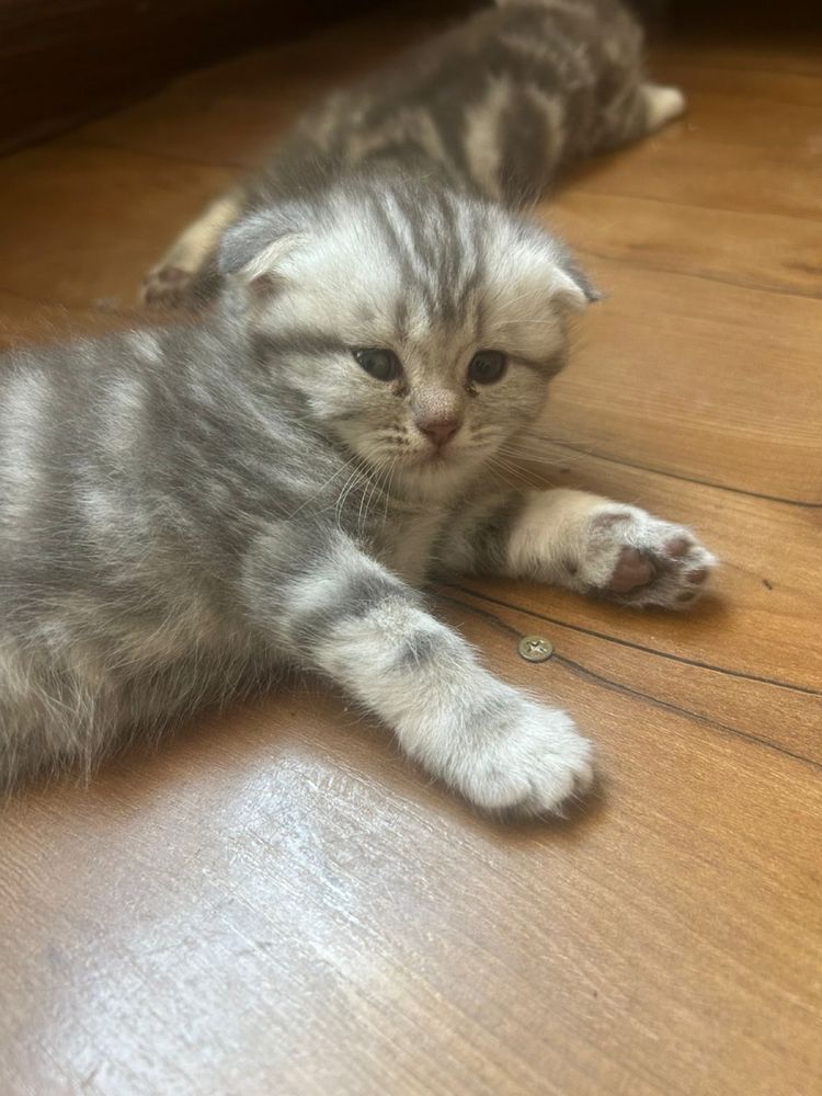 Вислаухие котята