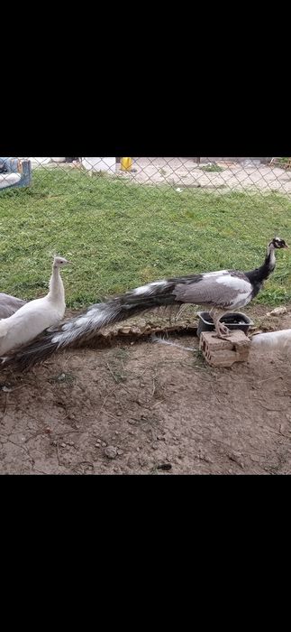 Пауни Арлекин опал