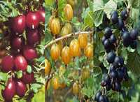 Butasi Agris rosu galben negru - fructe de padure