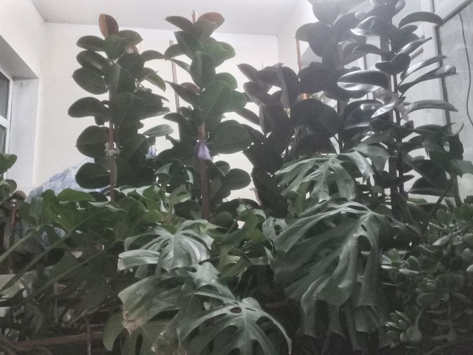 Фикус (кора шахзода) гуллари 4 йиллик узунлиги 2 метр атрофида