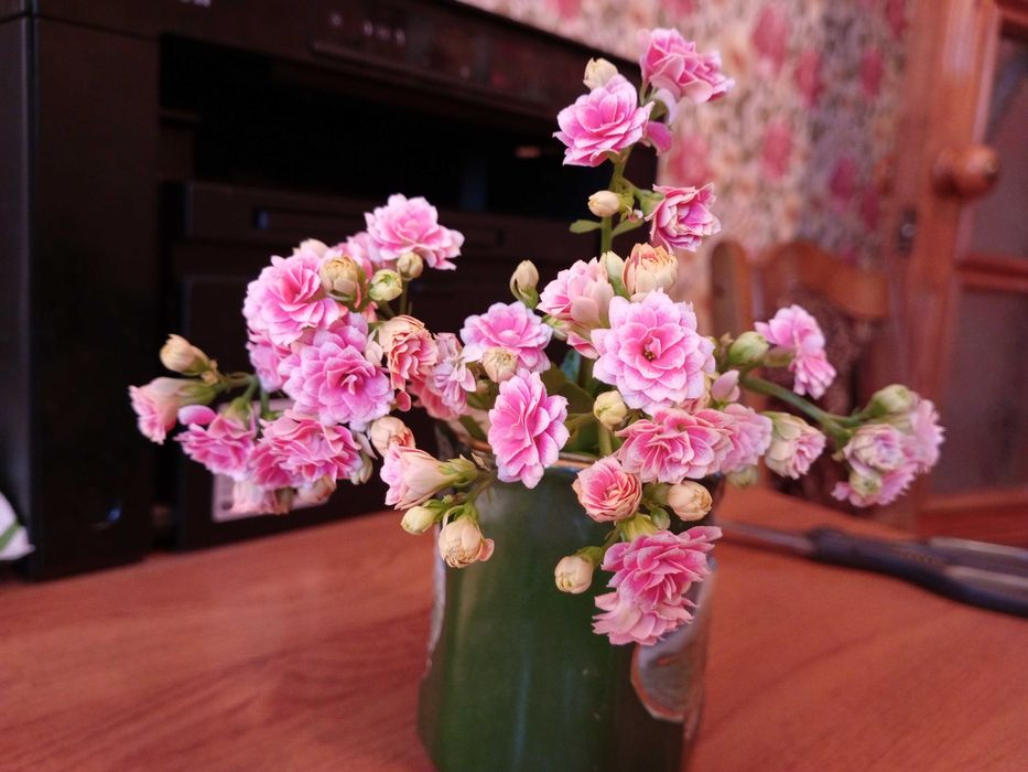 Очень красивое каланхоэ