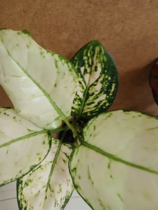 Аглаонема новое поступление