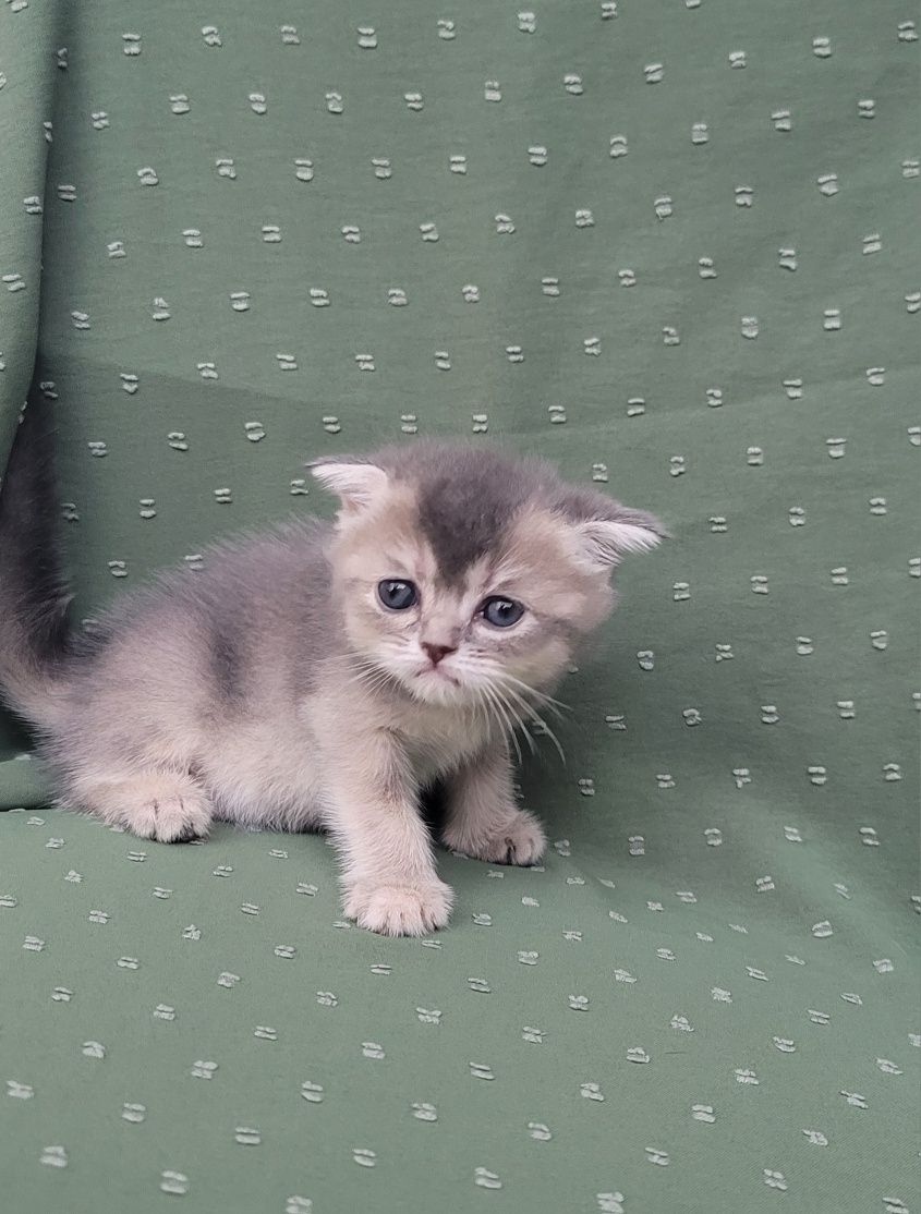 Продаются котята породы "Шиншилла"