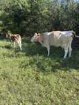 Vand vaca balțata romaneasca si o vițica vaca este gestanta în 6 luni.
