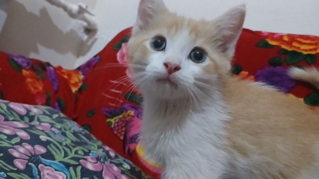 Scottish fold va turetski angora mushuk bolalari sotiladi