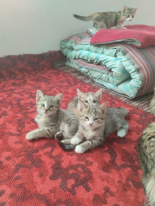 Красивые котята.