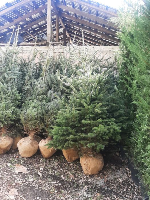 Brazi Arginti și Verzi