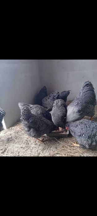 De vânzare Plymouth rock barat