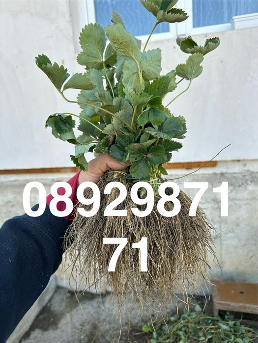 Целогодишни ягоди и малини