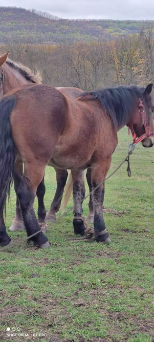 Vând 2 iepe gestante și o mânză de un an jumate