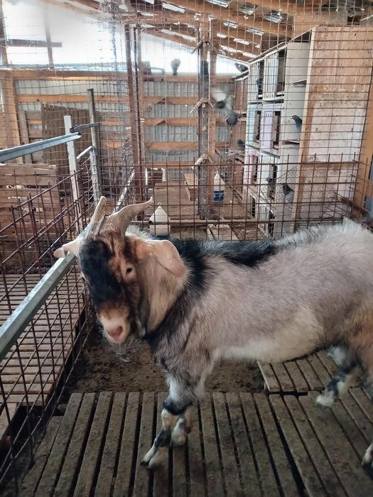 Vând țap Anglo nubian și Alpin Francez și iezi Alpin Francez