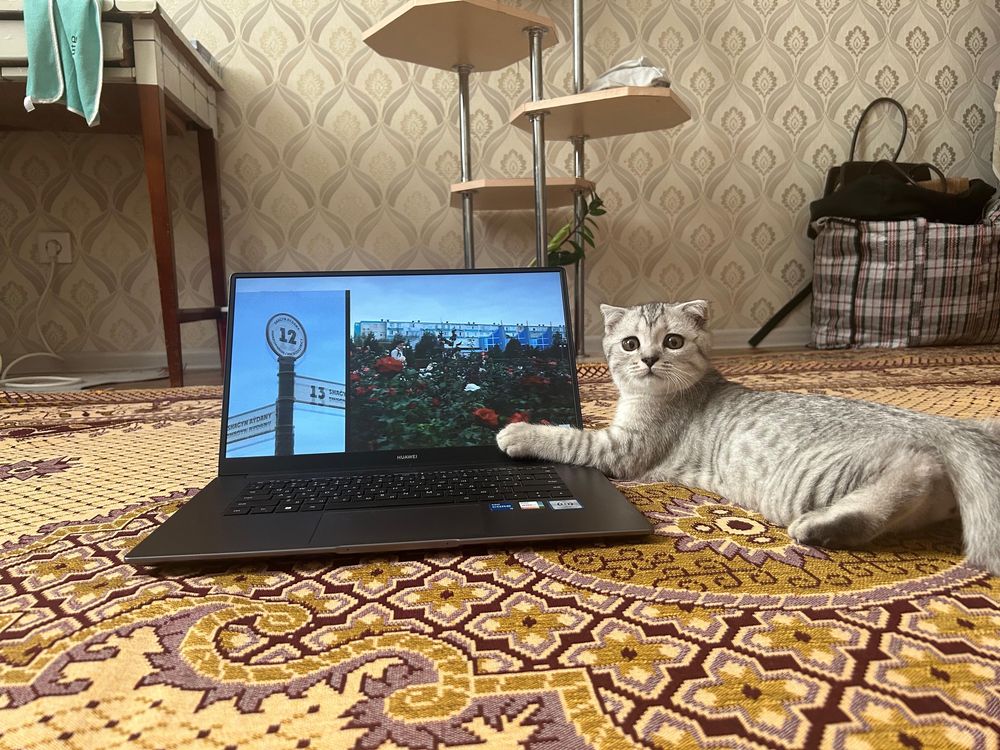 Кот мальчик 4 месяца