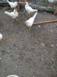 Vand cocos Leghorn - Alb
