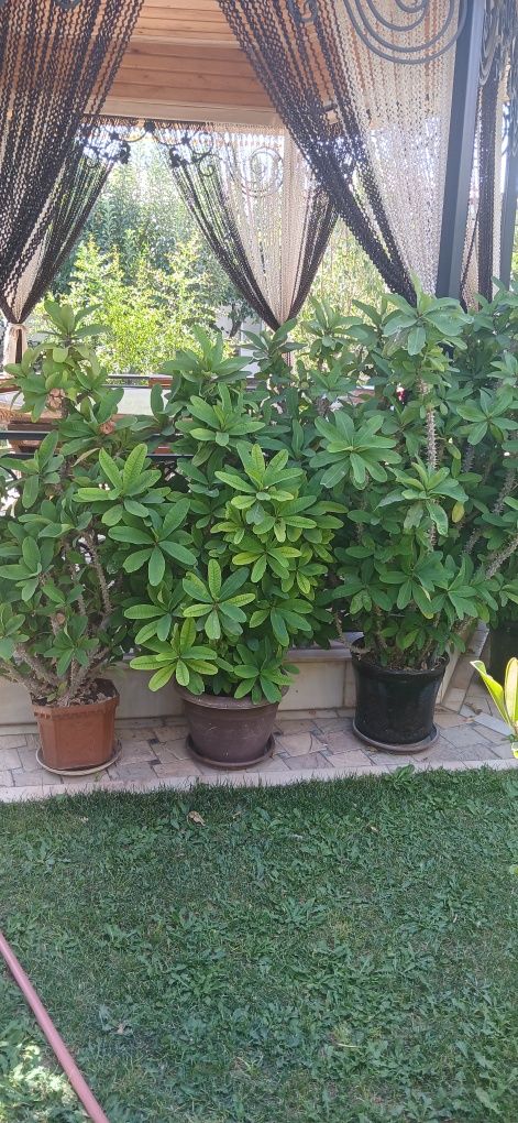 Masalan offis uchun gullar malachay sotiladi ywvsgshghbesisn ficus mus
